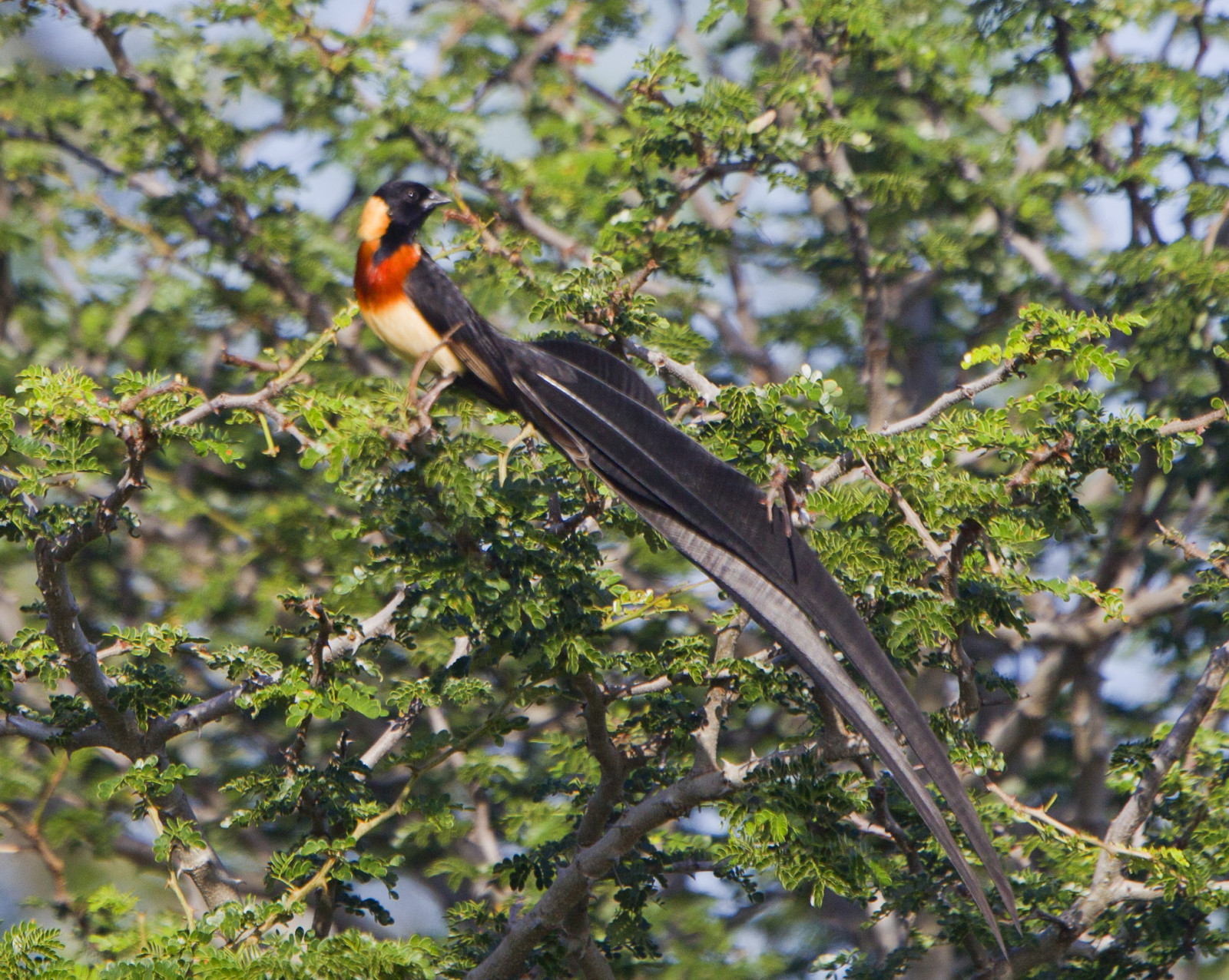image Eastern Paradise-Whydah
